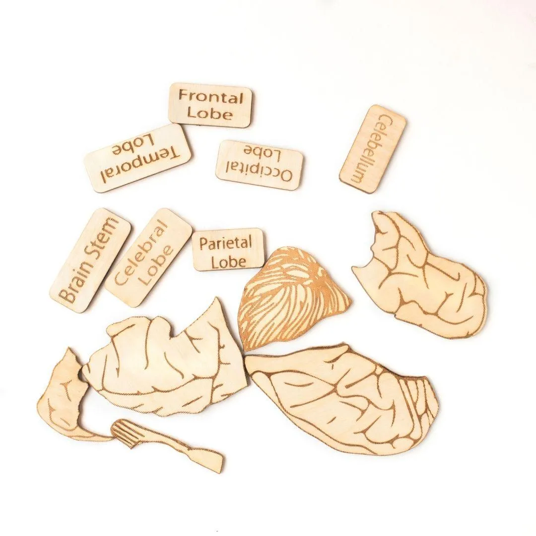 Human Brain Anatomy Puzzle | DIY Coloring Activity