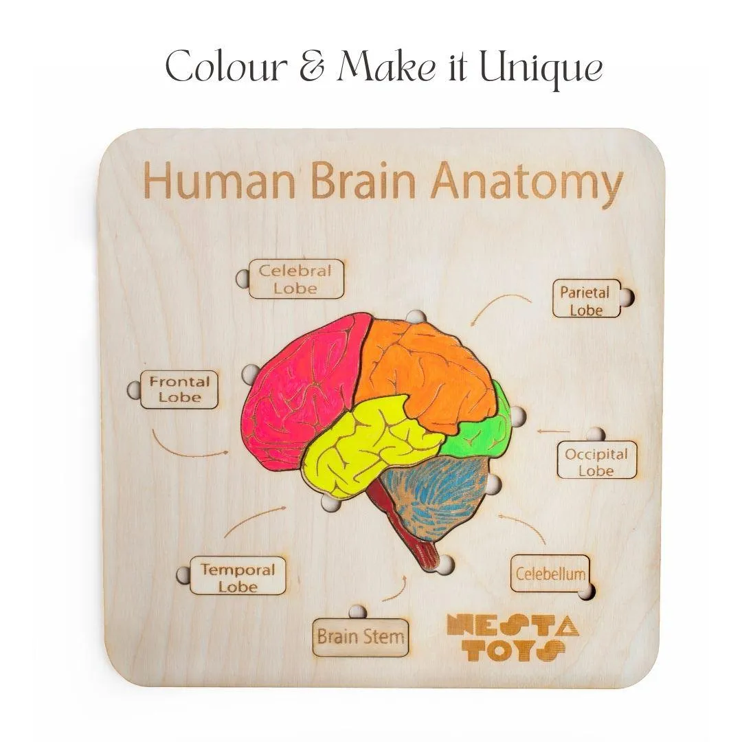 Human Brain Anatomy Puzzle | DIY Coloring Activity