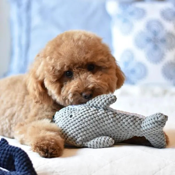 Patchwork Dog Dolphin 10 Inch