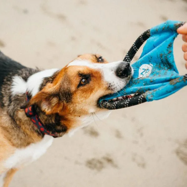 Zippy Paws Rope Gliderz - Blue